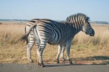 One Zebra Behind Another