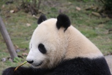 Panda, Giant, Black And White, Cute