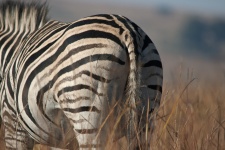 Rump Of A Zebra
