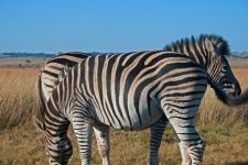 Two Zebra Standing Together