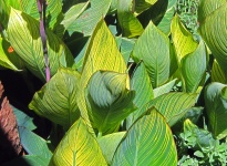 Yellow Striped Canna Leaves