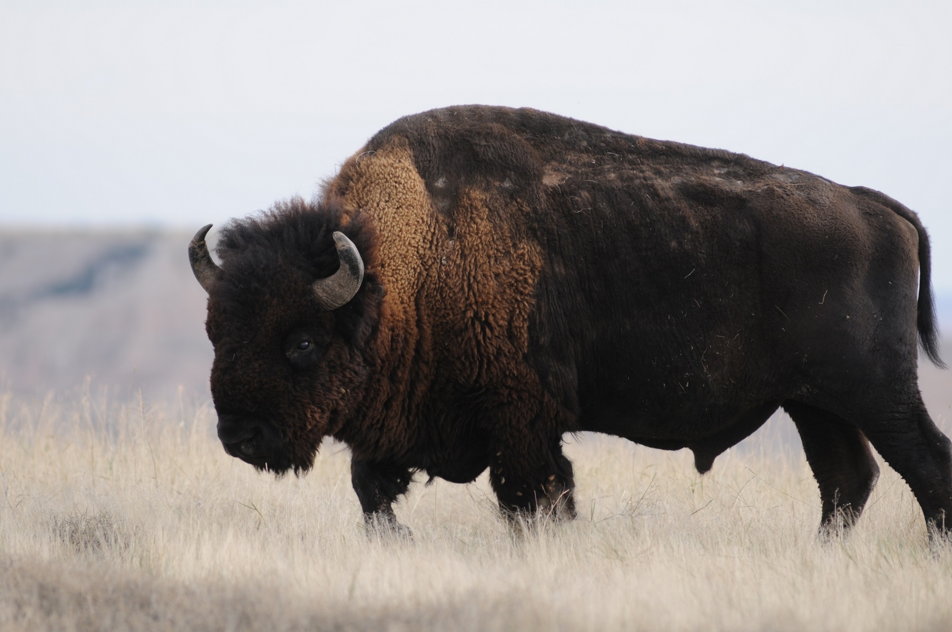 302 Musk buffalo 图片、库存照片和矢量图 | Shutterstock