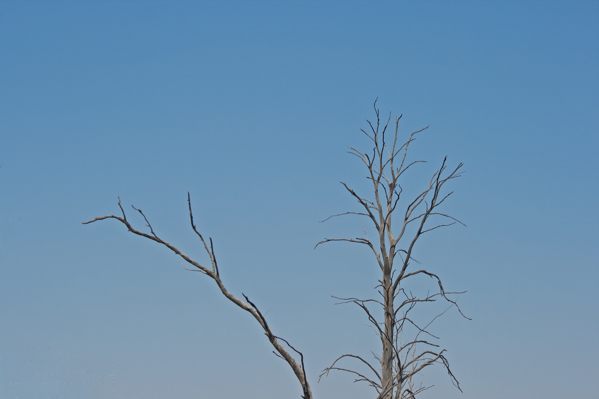 Dry Branches Against Sky