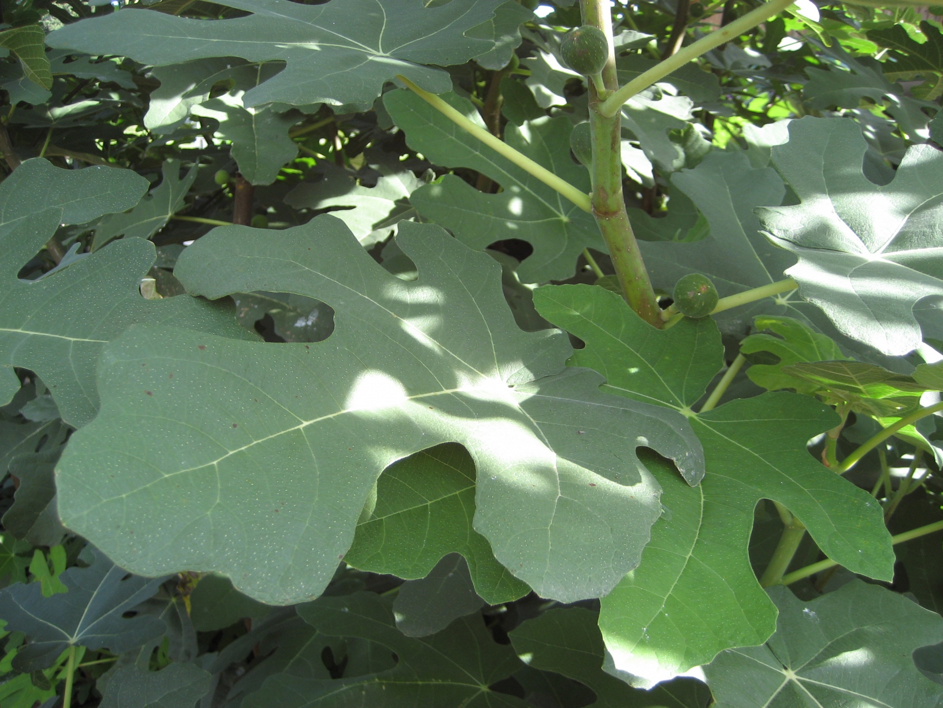Fig Leaves 1