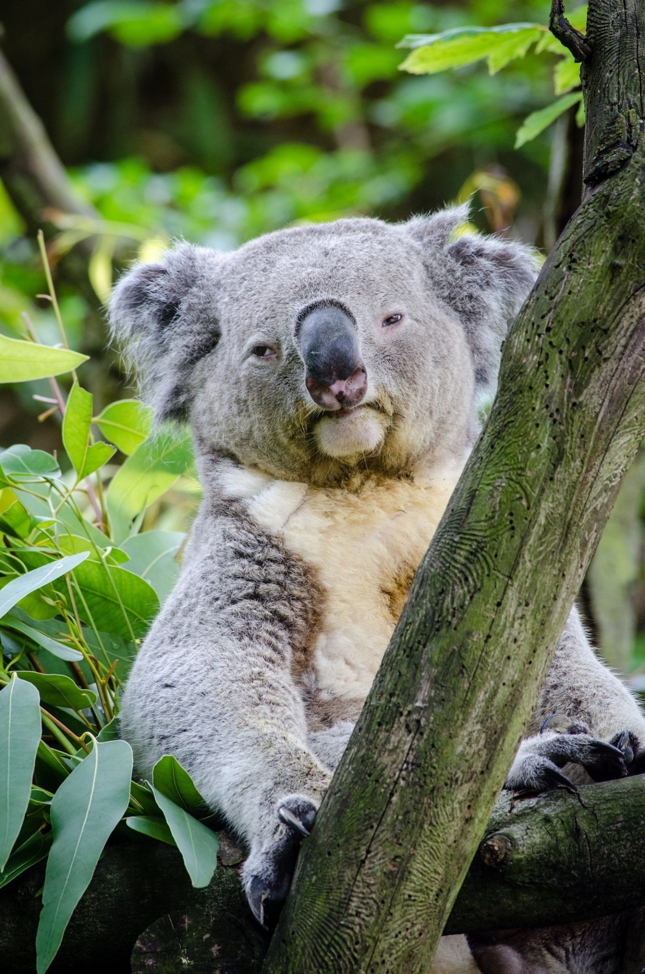 Koala Free Stock Photo - Public Domain Pictures