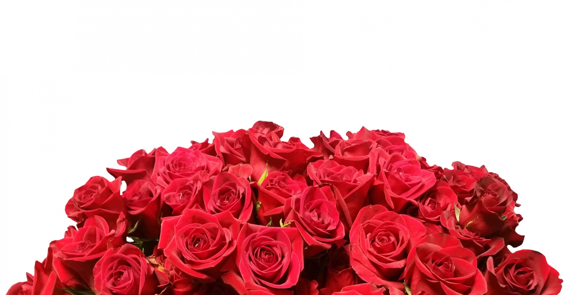 Red Roses White Background Free Stock Photo Public Domain Pictures
