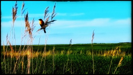 Bird In The Marshes