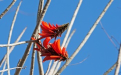 Coral Tree Flowers In Red