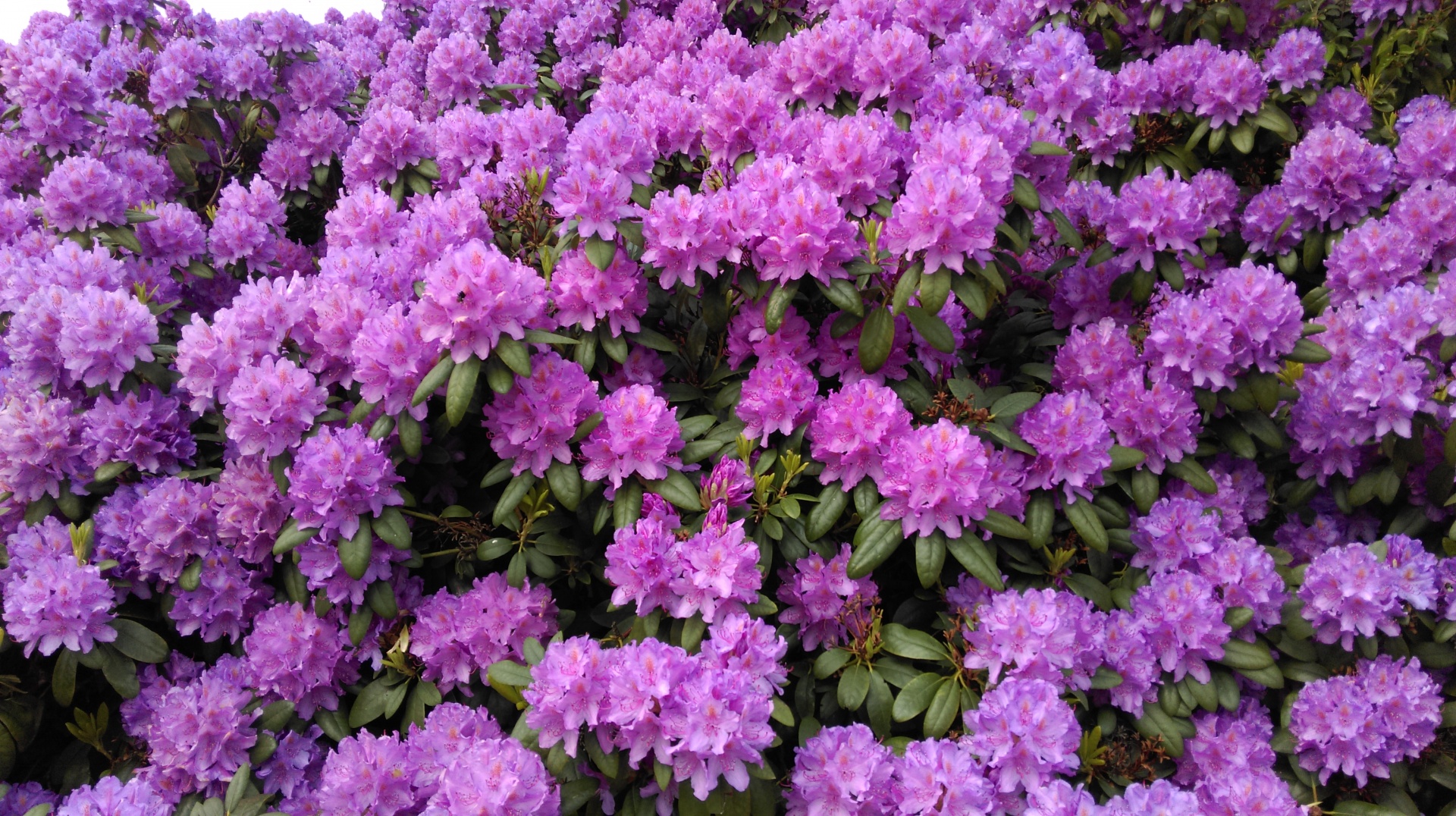 Rhododendron Purple Summer