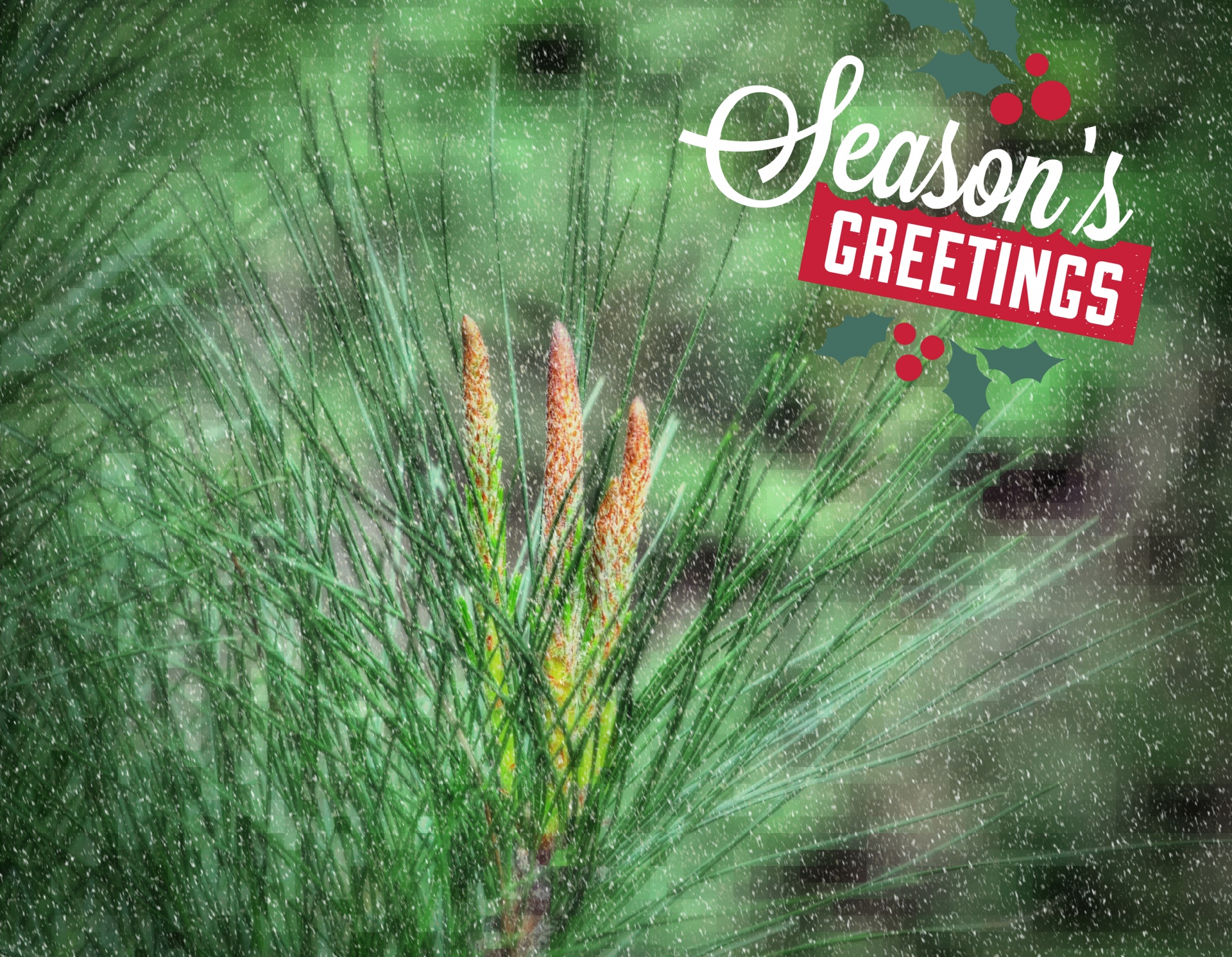 Season's Greetings Pine Branch