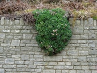 Flora Growing Over Stone Wall