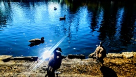 Geese In A Pond