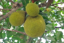 Jackfruit On A Branch