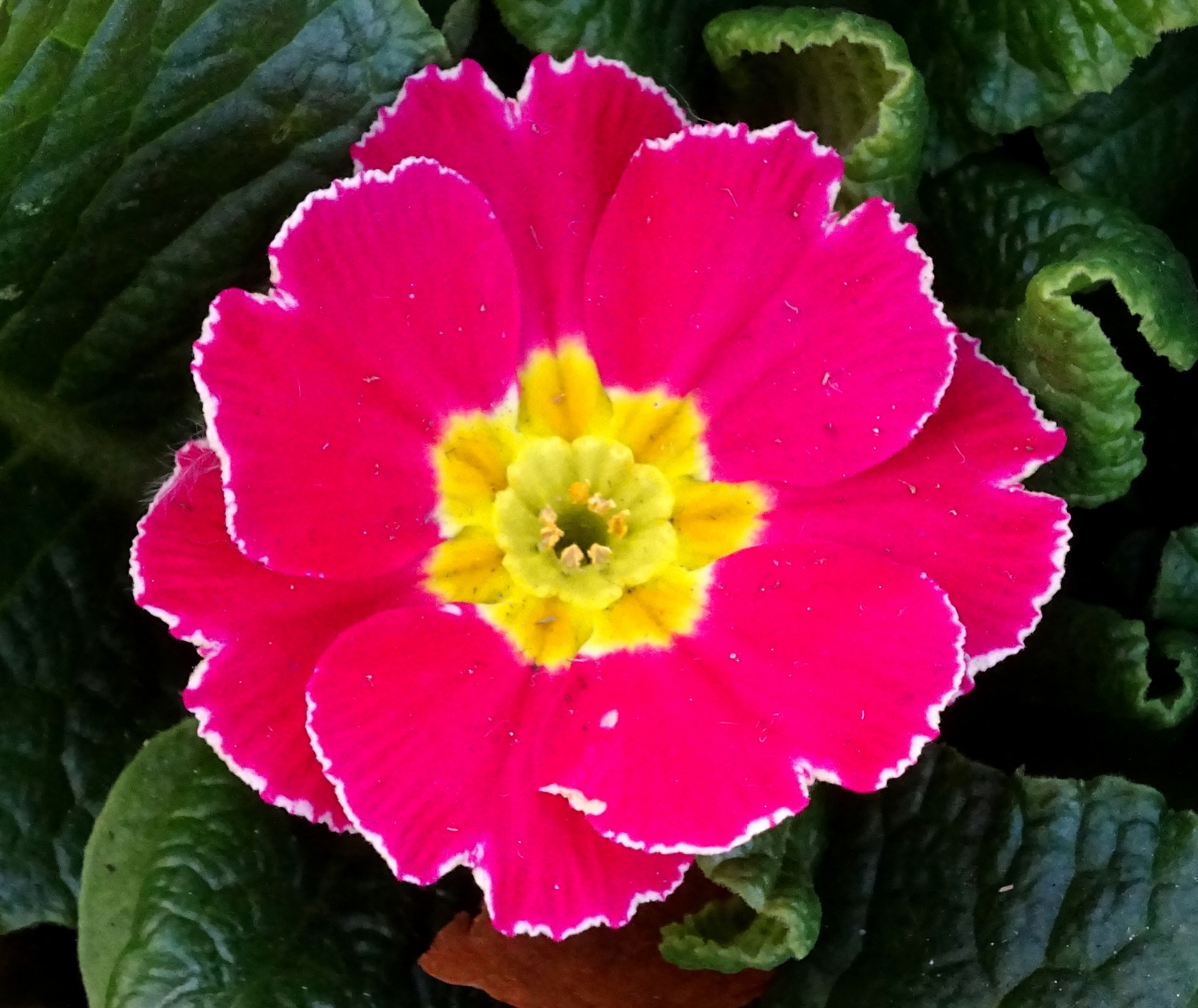 Beautiful Pink And Yellow Flower