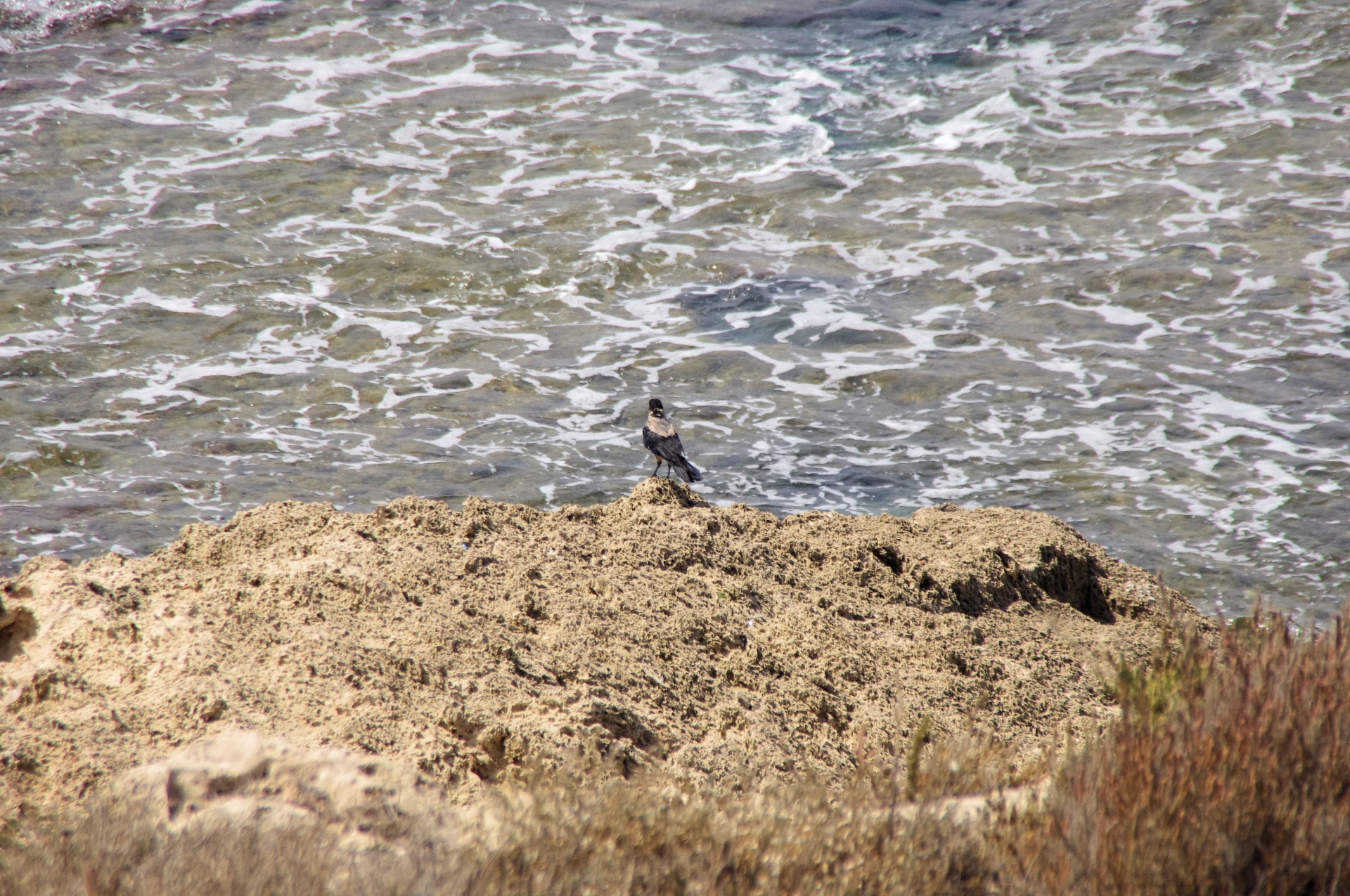 Crow On Rock Near Ocean