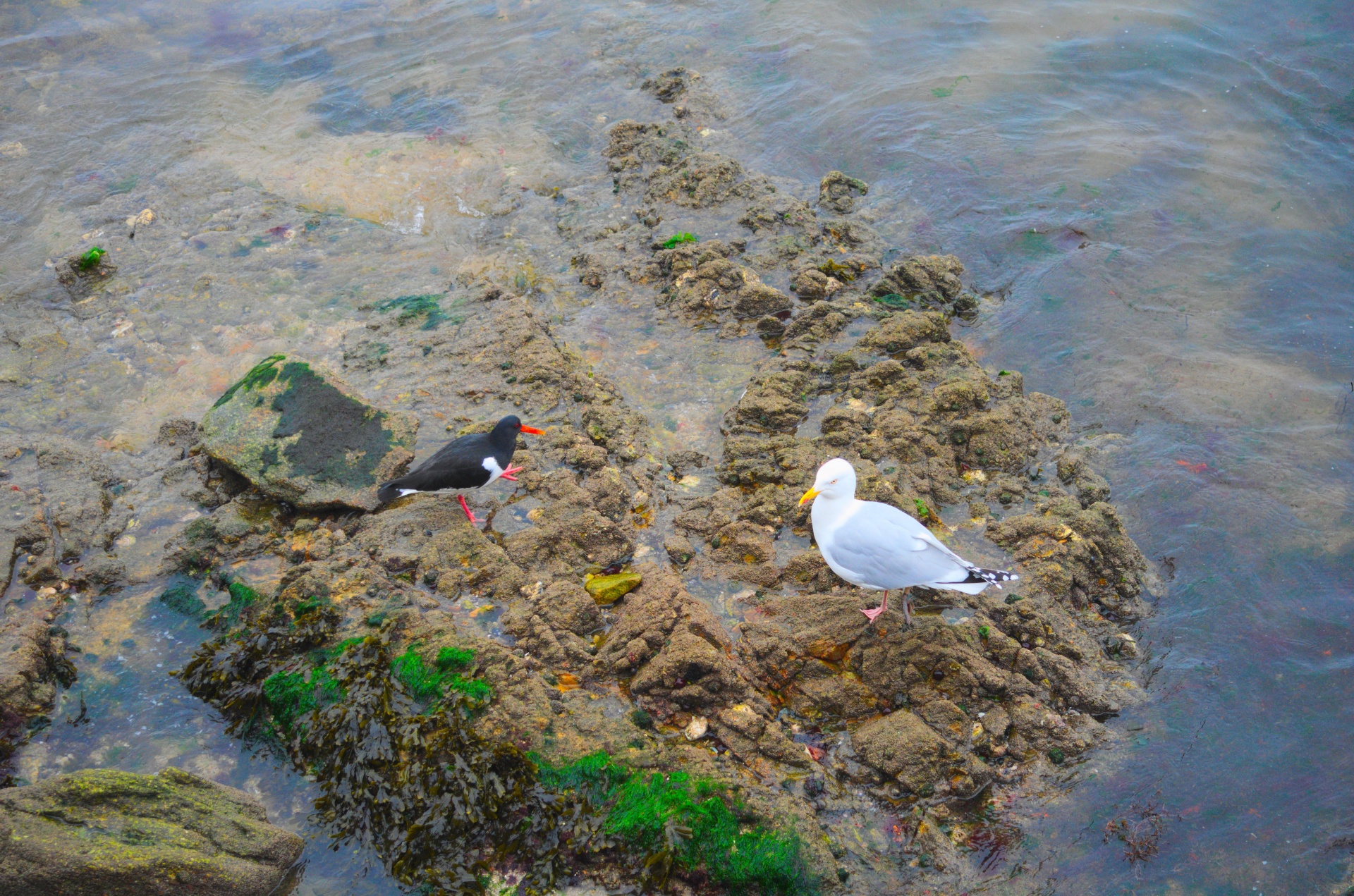 Gull And Oystercatcher