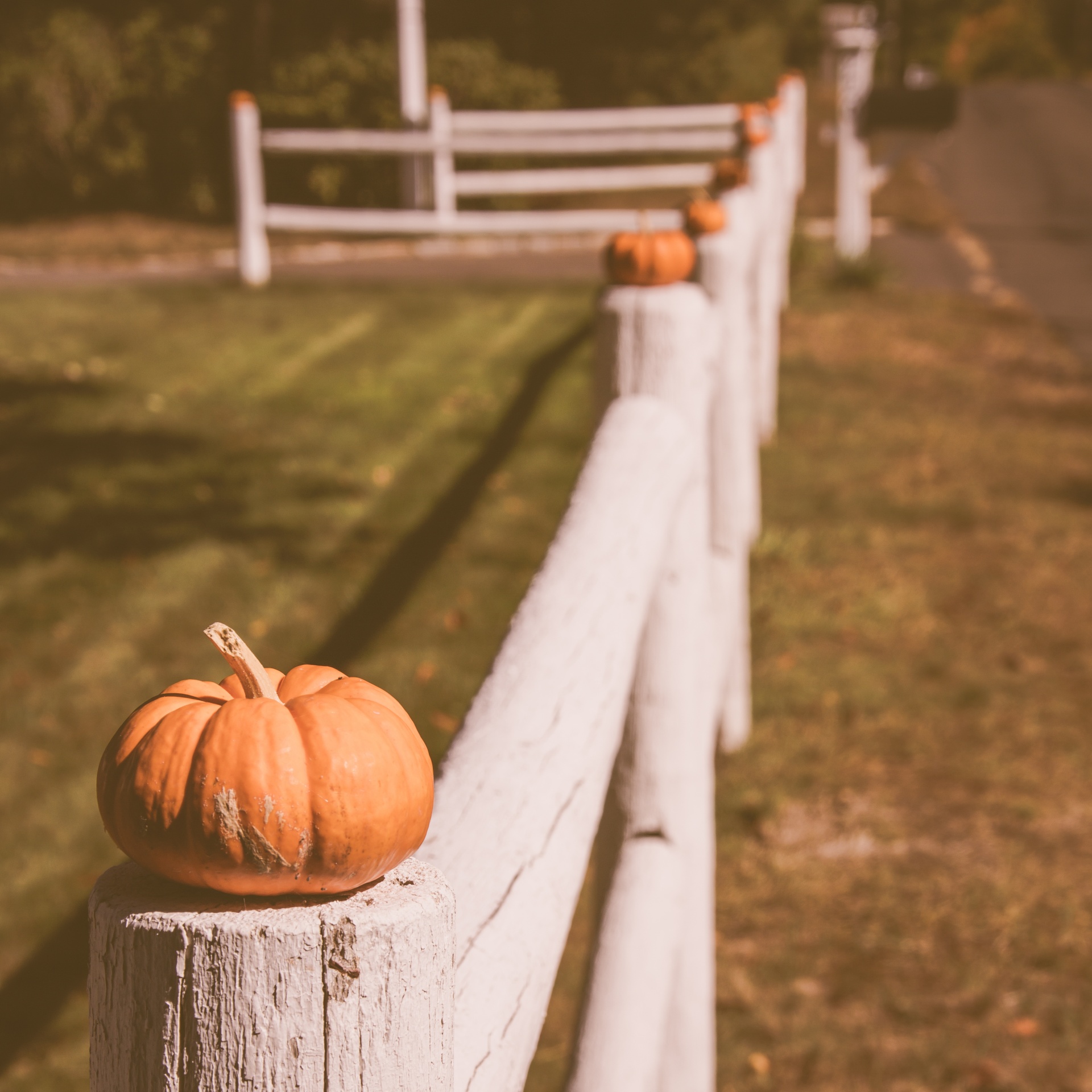 Pumpkin On A Fence