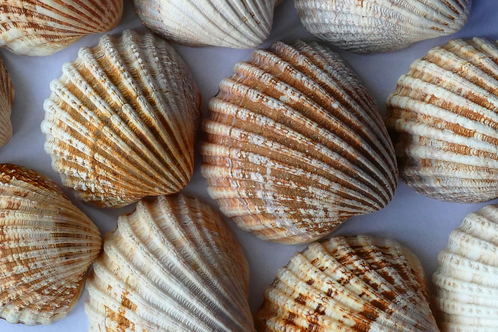 sea-shells-close-up-free-stock-photo-public-domain-pictures