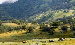 Green Meadows Landscape