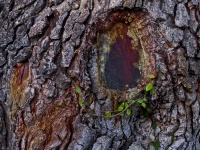 Hole In A Tree