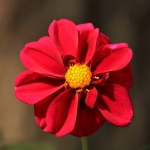 Red Dahlia Close-up
