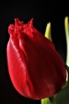 Single Red Tulip On Black