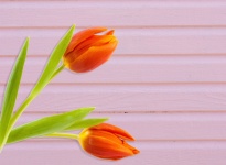 Tulip Flowers Orange