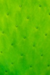 Cactus Leaf Detail