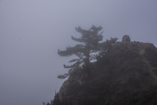 One Tree Foggy Morning