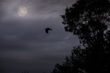 Bird Flying Moon Silhouettes
