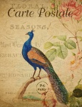 Peacock Vintage Floral Postcard