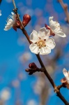 Apricot Tree Blossom