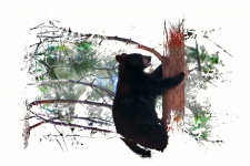 Bear Climbing A Tree