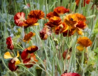Buttercup Flowers In Field