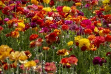 Field Of Buttercup Flowers