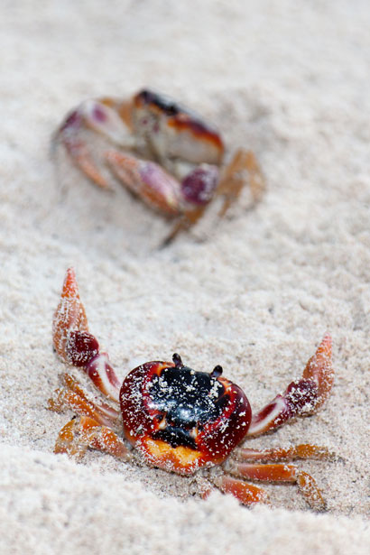 Fighting Crabs Free Stock Photo - Public Domain Pictures