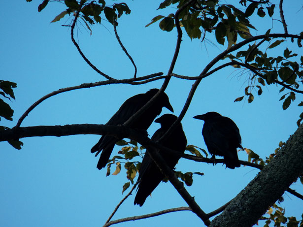 three-crows.jpg