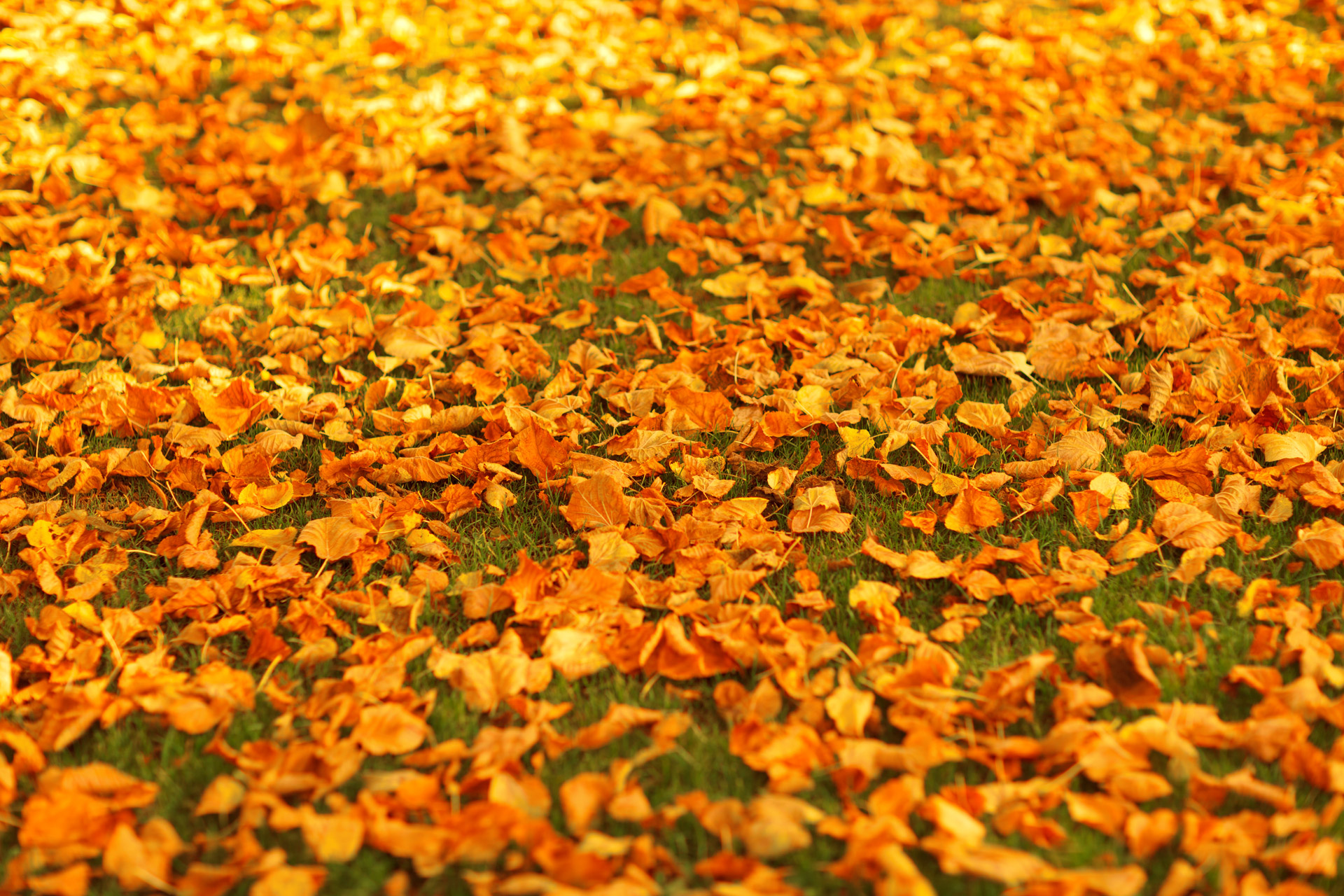 Autumn Leaves On The Ground Free Stock Photo - Public Domain Pictures