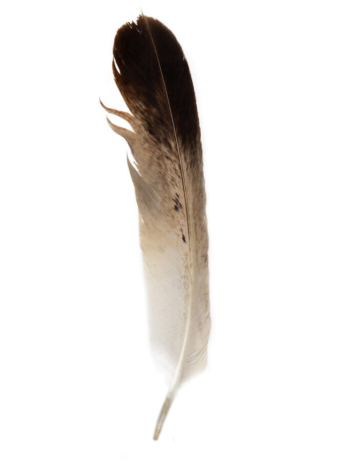 Bird Feather Free Stock Photo - Public Domain Pictures