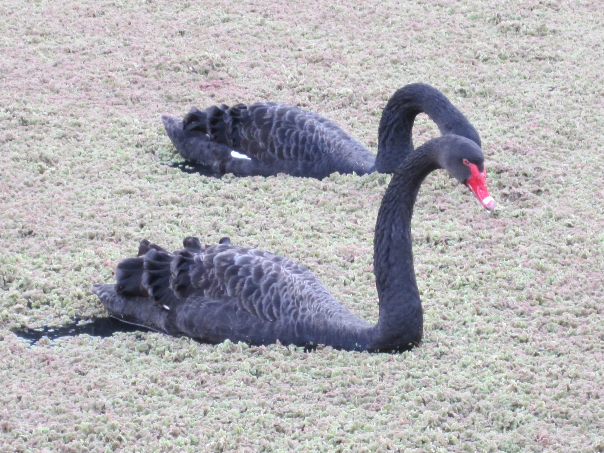 Black Swans Free Stock Photo Public Domain Pictures