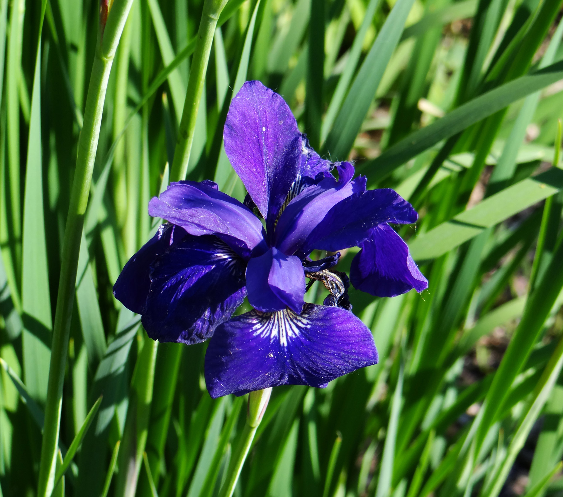 Blue Iris 72