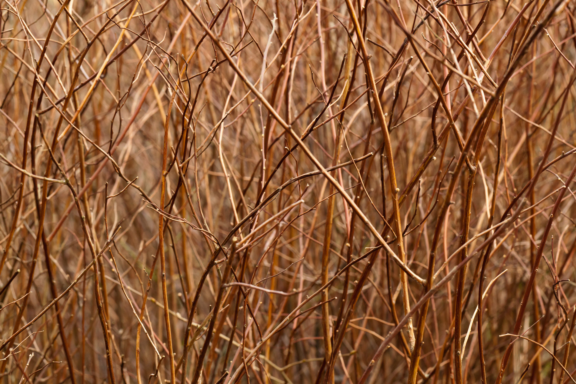 Brown Branches Pattern Free Stock Photo - Public Domain Pictures