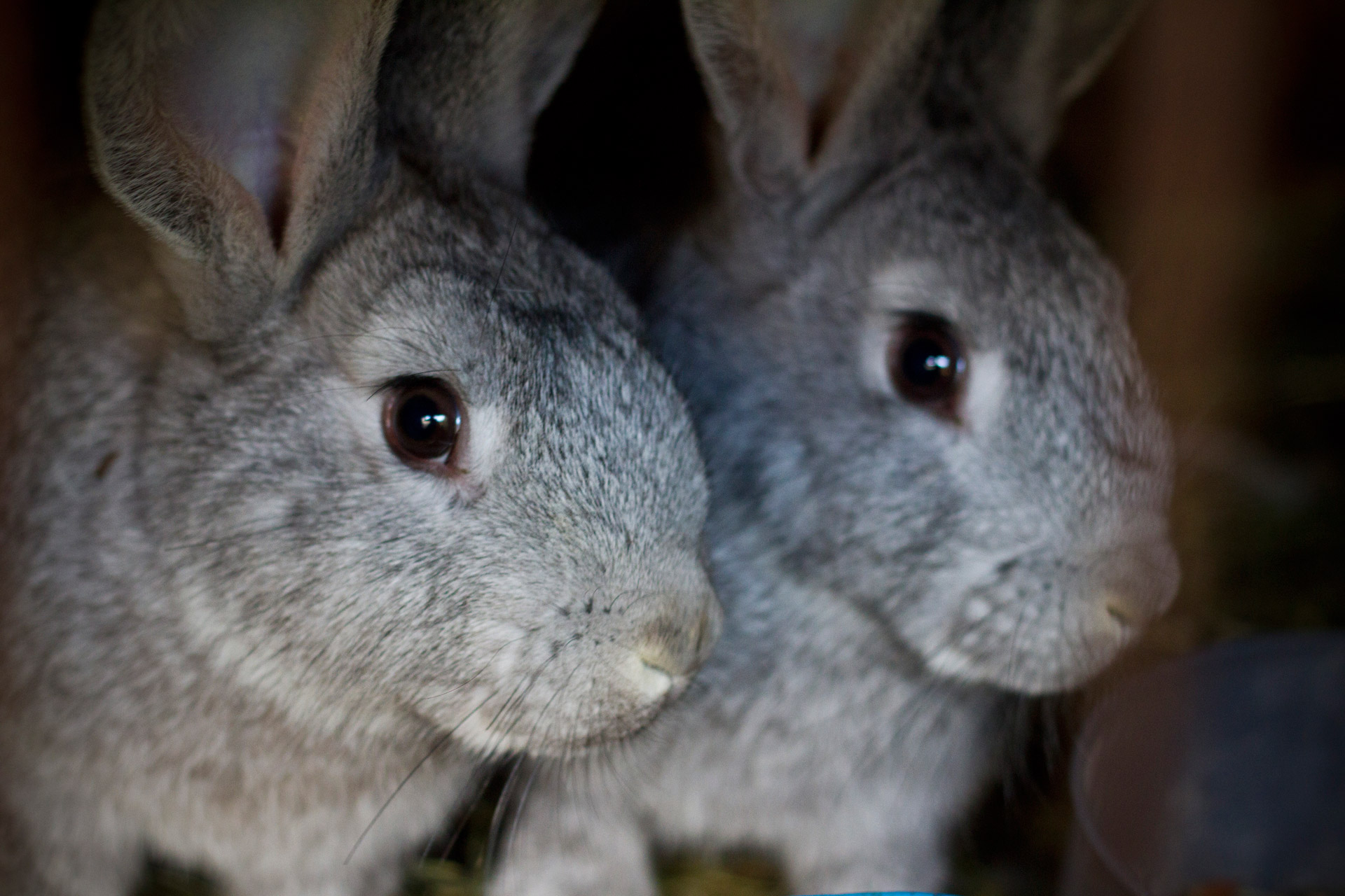 Bunny Rabbits Free Stock Photo - Public Domain Pictures