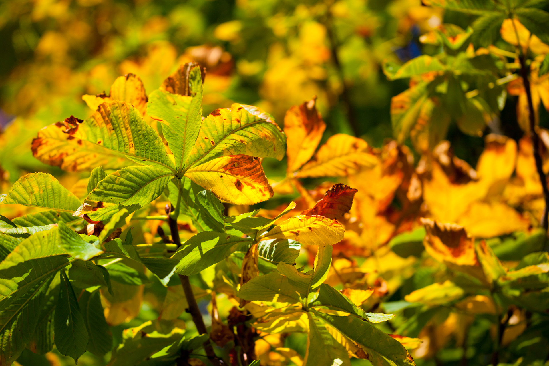 colorful-horse-chestnut-leaves.jpg