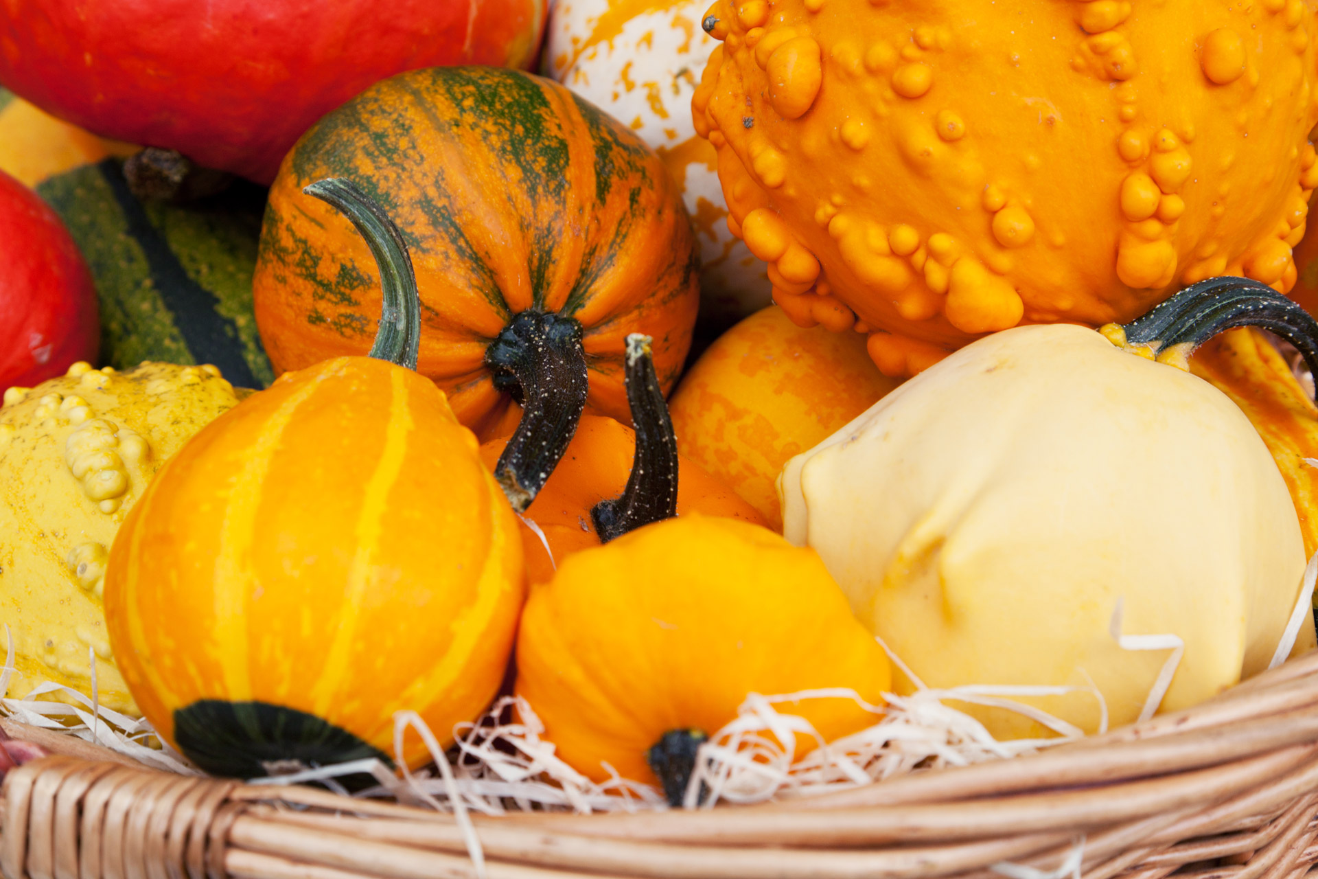 Fall Harvest Free Stock Photo - Public Domain Pictures