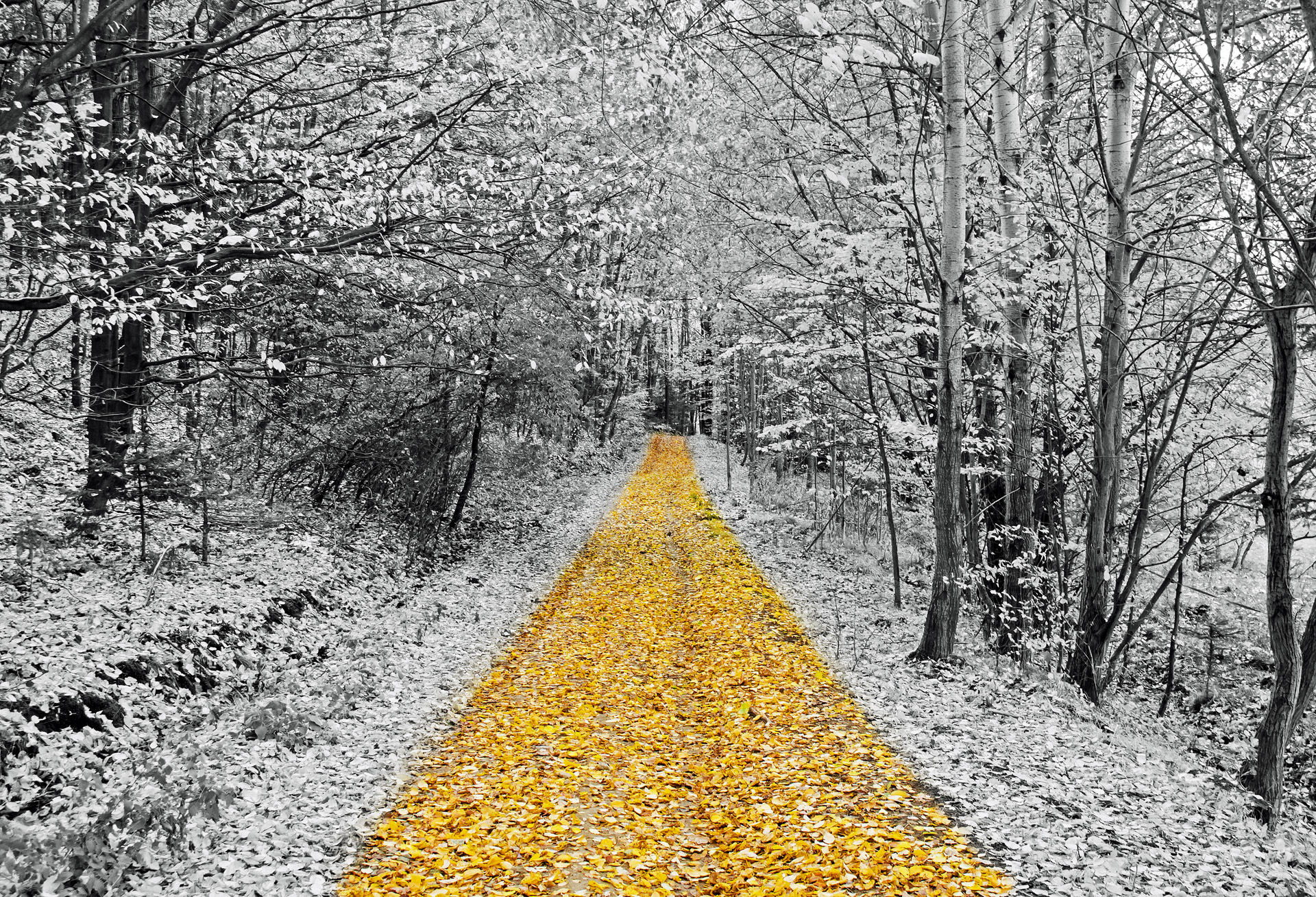 Gold Footpath Free Stock Photo - Public Domain Pictures