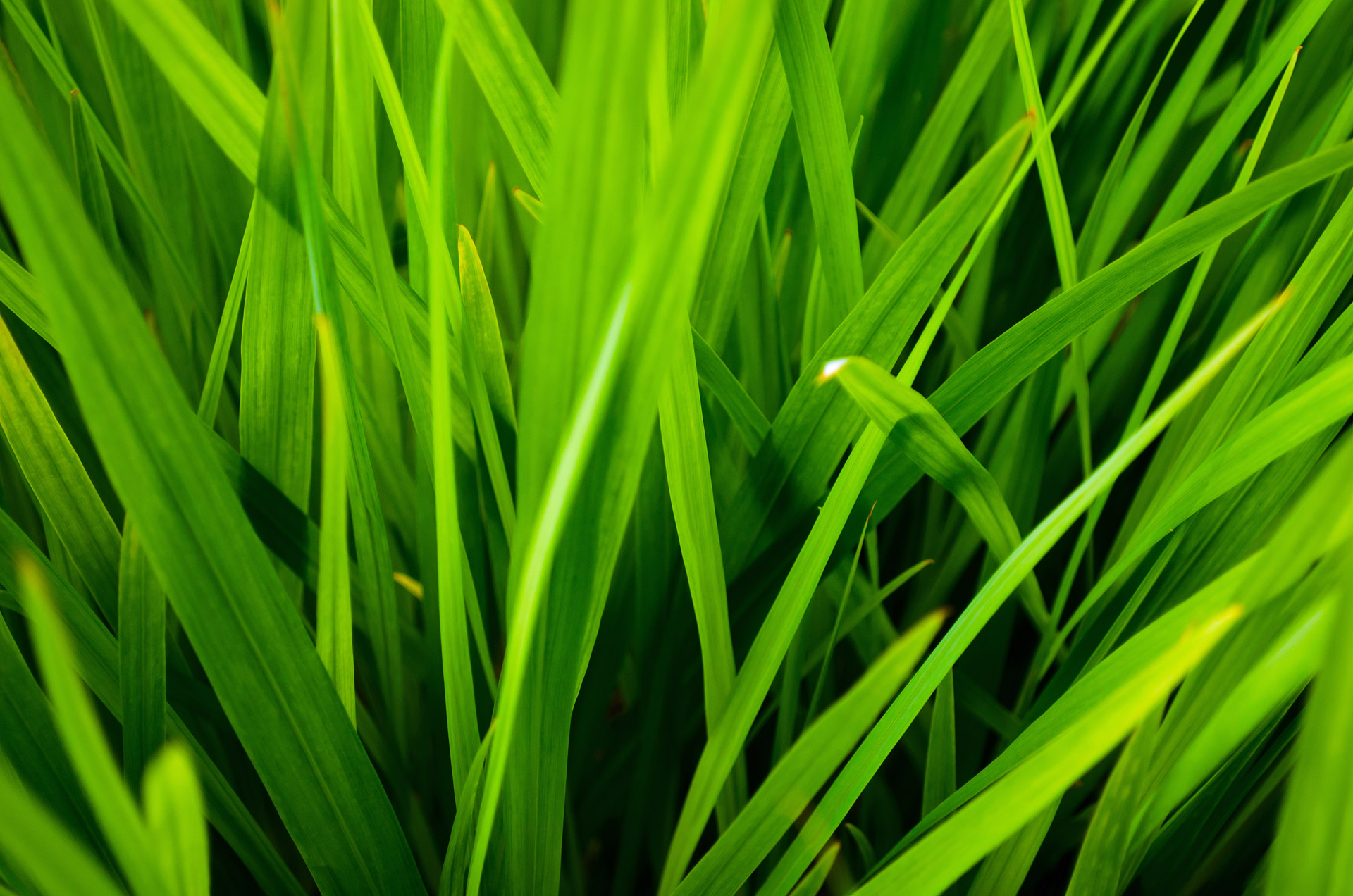 grass-free-stock-photo-public-domain-pictures