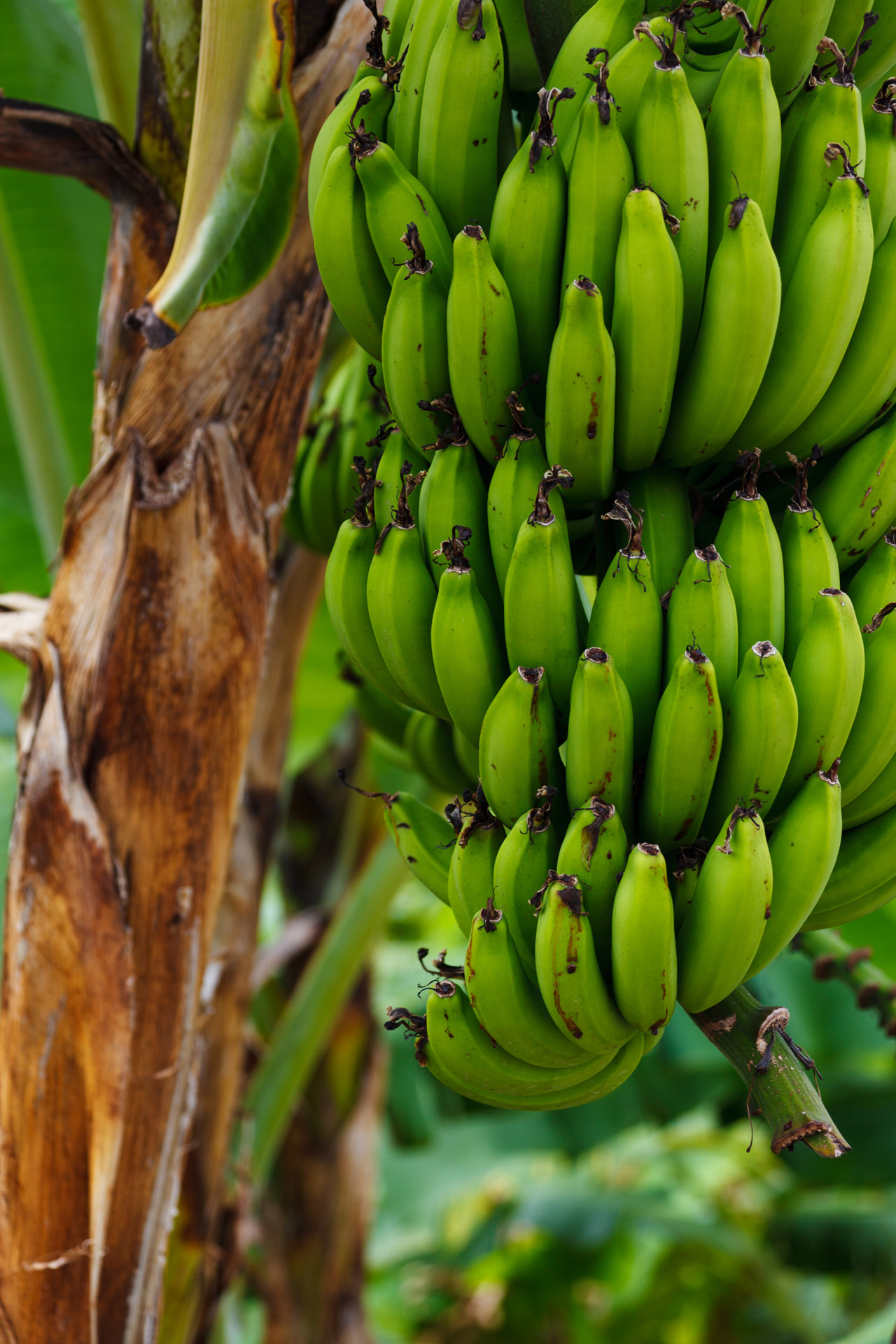 Growing Bananas Free Stock Photo - Public Domain Pictures