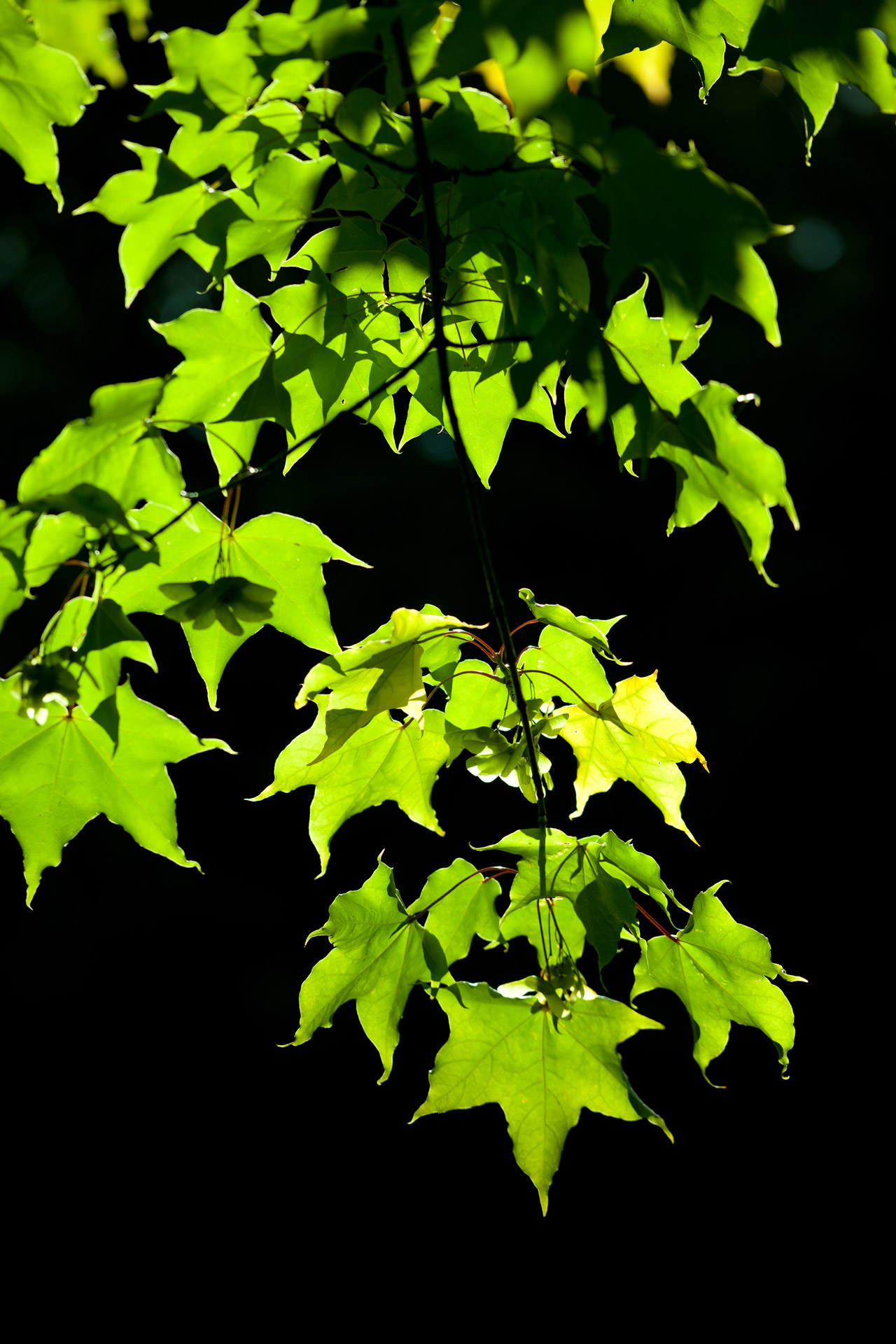 Leaves On Dark Background