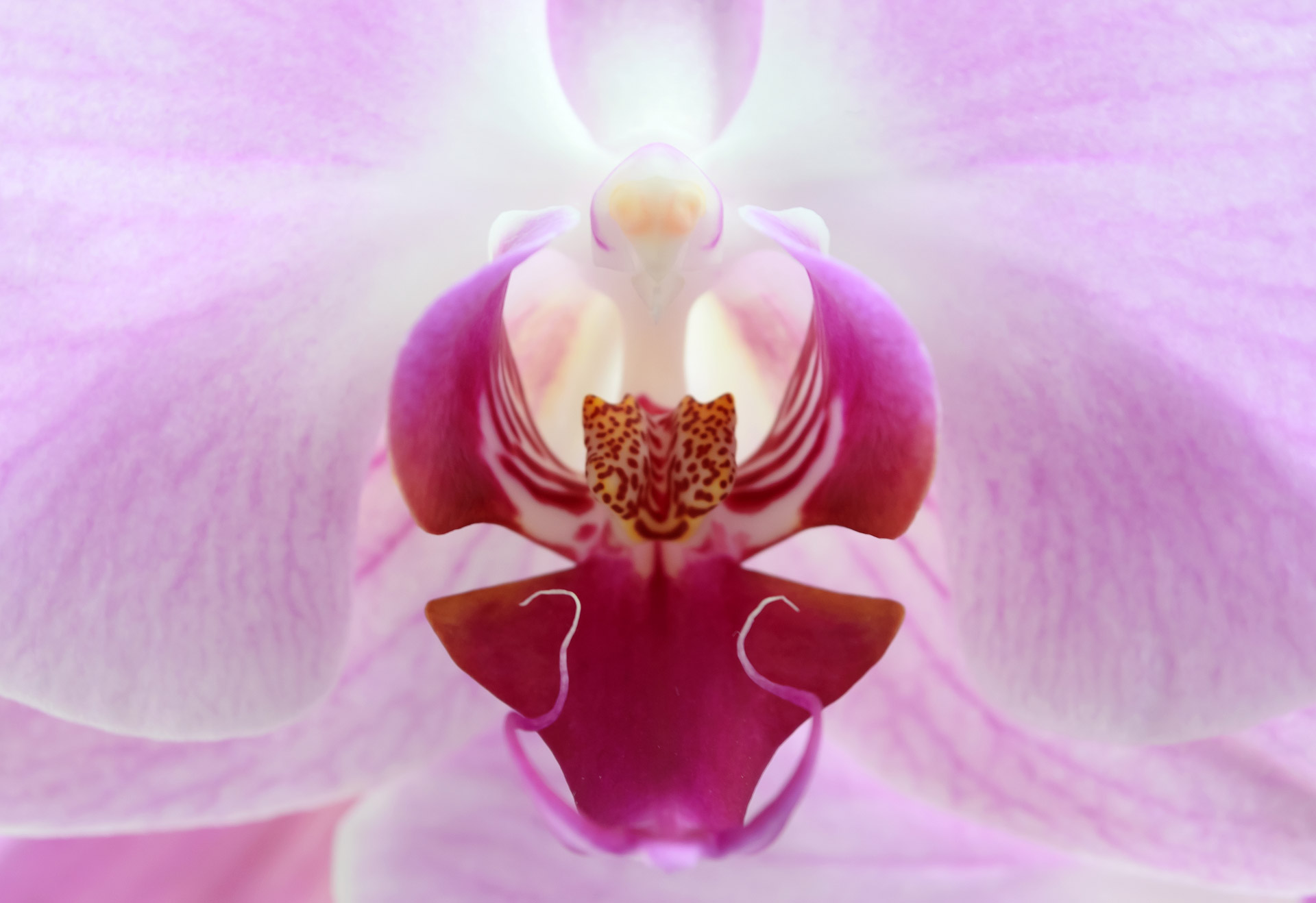 Orchid Pics